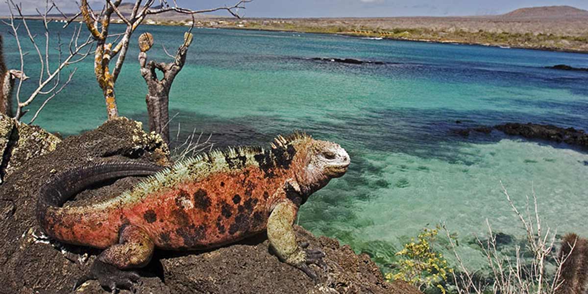 Marine iguana on the Galapagos islands